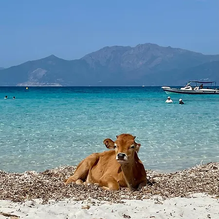 Florent Terrasse 2 A 3 Personnes Calme Avec Piscine Au Sel *